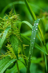 green grass with dew