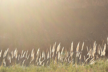 Grasses kissed by light