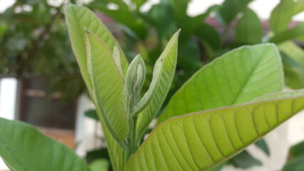 green leaves in the garden