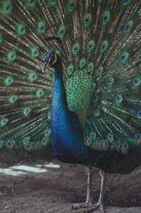 Obraz premium pavo real