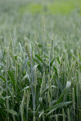 Grass after the rain. Green wheat spikelets with dewdrops on a field in summer. Cereal crops. Agro-industrial complex.