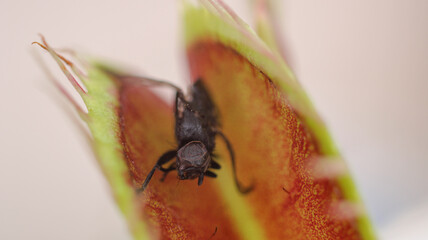Venus flytrap macro photo insect