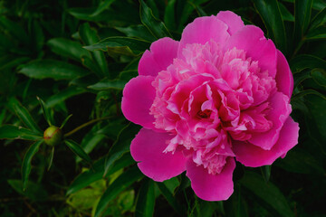 pink peony flower