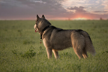 husky looks into the distance