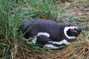 Fototapeta premium Shot of a penguin in ecological reservoir in Argentinan Patagonia, in Ushuaia province.