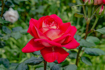 Garden with a beautiful red rose. Background