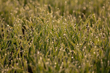 green grass background