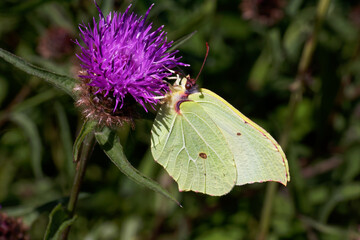 A Brimstone Butterfly nectaring on Knapweed.