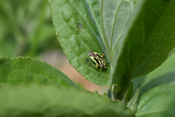 Grün und schwarz gestreifte Wanze auf Blatt