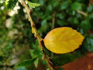 Hibiscus leaf in home garden