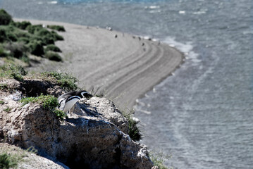 Pinguino sulle rocce a Caleta Valdez
