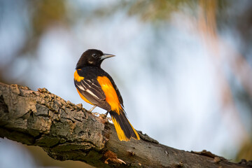 Male Baltimore Oriole perched on a tree branch in a Trail in Mississauga, Ontario, Canada