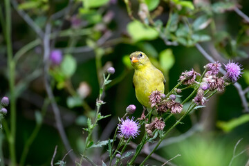 An American GoldFinch (Female) perched on a plant