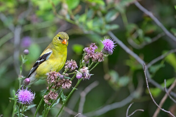An American GoldFinch (Female) perched on a plant