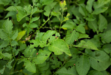 
Larvae feeding on potato leaves