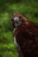 Hawk