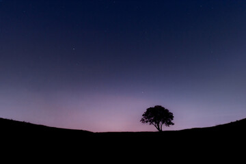 beautiful scenic view of a solitary tree at night with a dark blue sky full of stars.