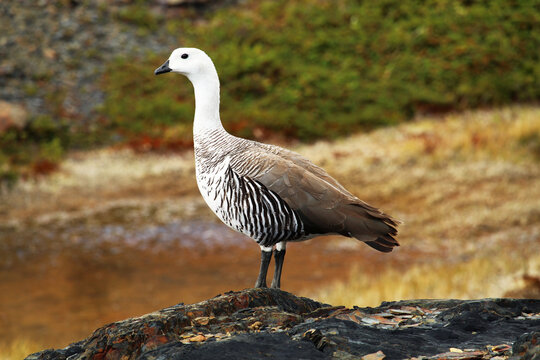Picture taken on "Estancia Cristina" in Argentinian Patagonia, Ushuaia province of an Upland goose (chloephaga picta) posing with beautiful colored background.