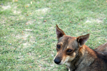 portrait of a young dog