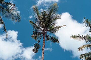 Photo of tall green palm trees against a blue sky