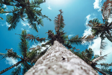 Photo of tall green palm trees against a blue sky