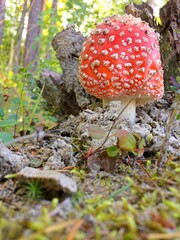 The fly grower in a mixed forest near the old stump.