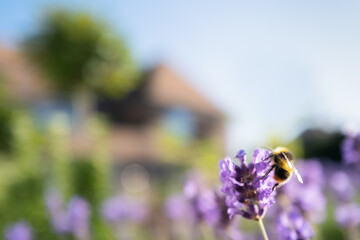A bumble bee on a lavender flower in front of a soft focus house and tree on a summer day.