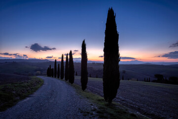 Road and cypress trees in San Quirico d'Orcia, Tuscany, Italy at dawn