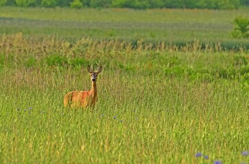 Dzika sarna © Edward