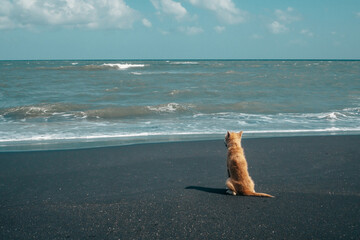 houghtful dog sitting on the sand on the seashore looking into the horizon