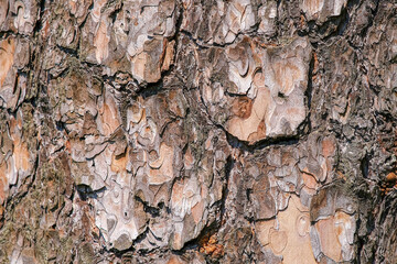 Texture of pine bark. The trunk of the pine.