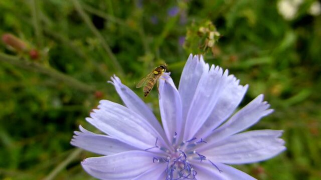 marmalade hoverflies on flower of a cichory
