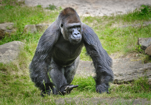 Portrait of a male gorilla
