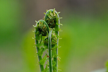close up of three fern fiddleheads