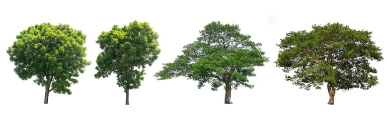 The collection of trees Isolated on white background with paths