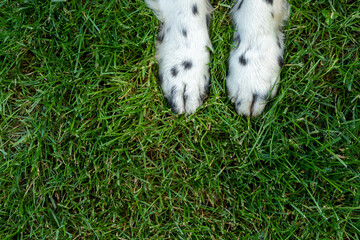 Speckled dog paws on grass background