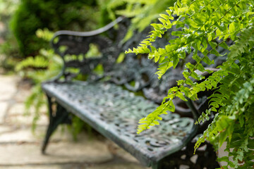 Ferns and bench