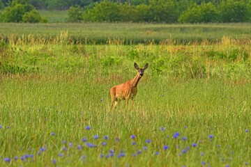 Dzika sarna © Edward