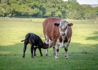 Naklejka na ściany i meble Cow with her calf feeding in a field