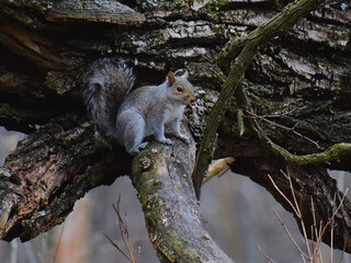 Portrait of a Squirrel 