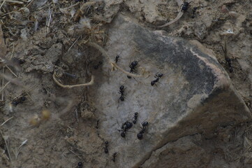 hormigas