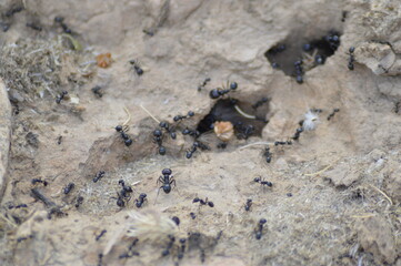 hormigas