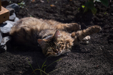 Naklejka na ściany i meble A grey furry street cat is lying on the ground