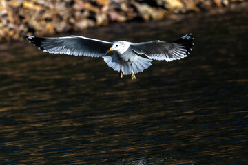 Ring-billed Gull in Flight (Larus delawarensis)