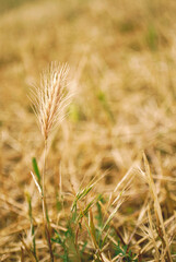 One spikelet is in the field among the mowed grass.