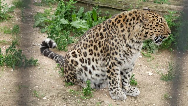 Panthera pardus orientalis sits.