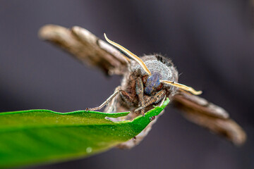 Eyed hawk moth, Smerinthus ocellatus