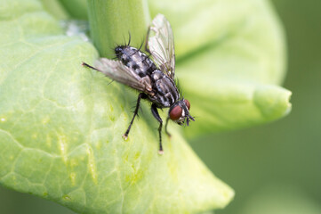A House Fly close up (Muscidae)