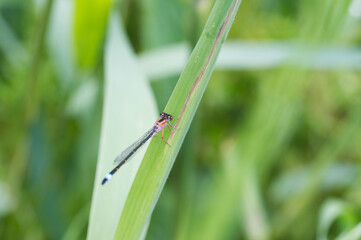 A Blue and Black Damselfly (Zygoptera)