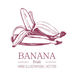 Banana on a branch of an isolated background. The concept of packaging of bananas jam and juice. Sweet fruit. Vitamins in bananas. Vector.